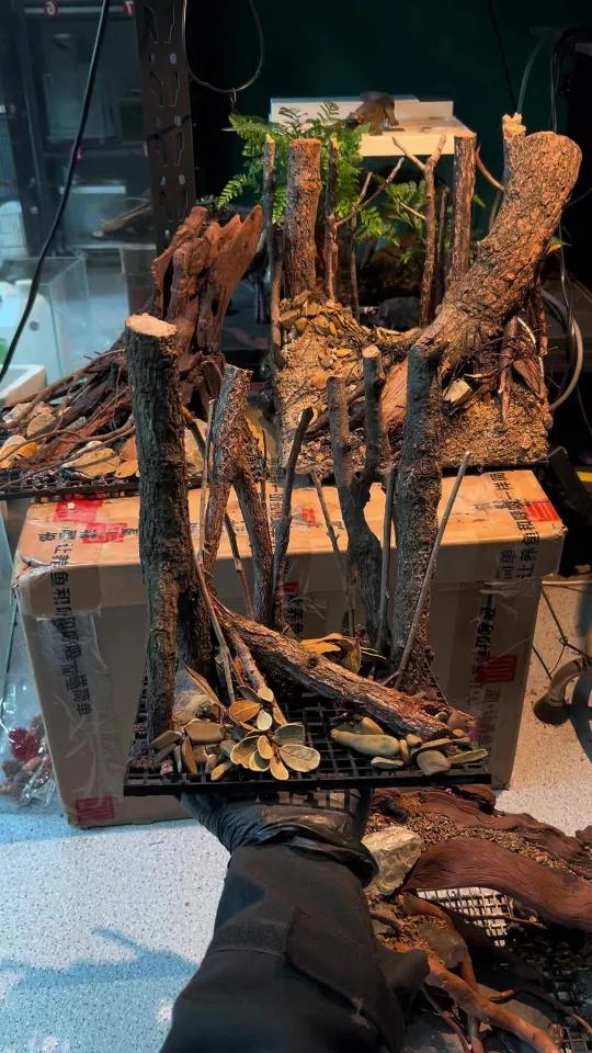 小缸造景 一口一个不吭声