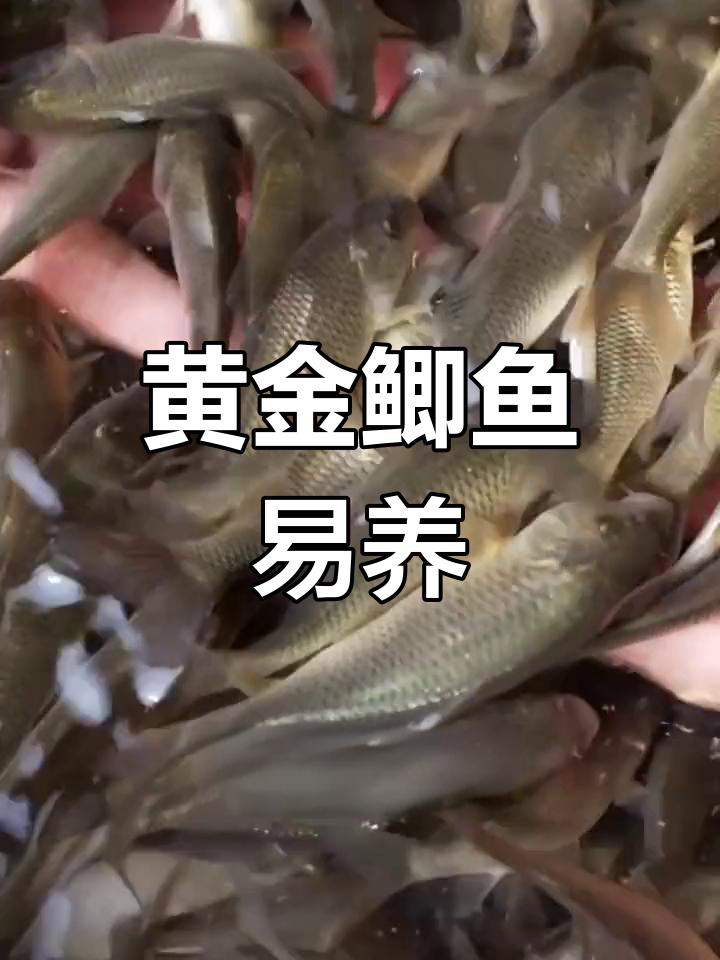 黄金鲫鱼养殖前景广阔,一年可长四斤