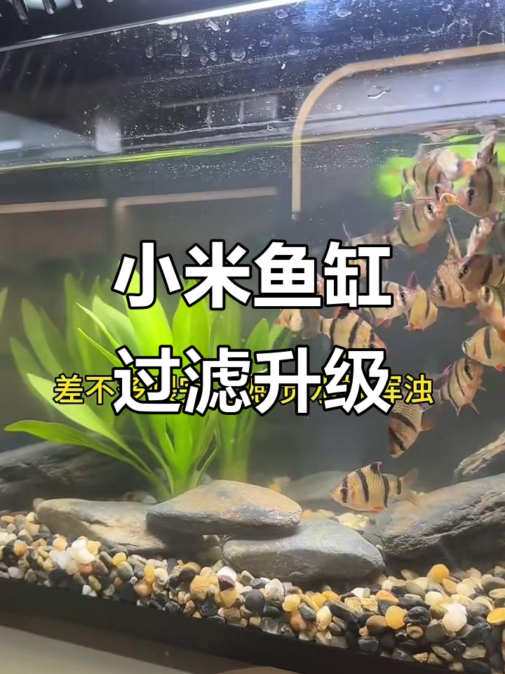 小米鱼缸过滤器改造大揭秘，效果惊人！