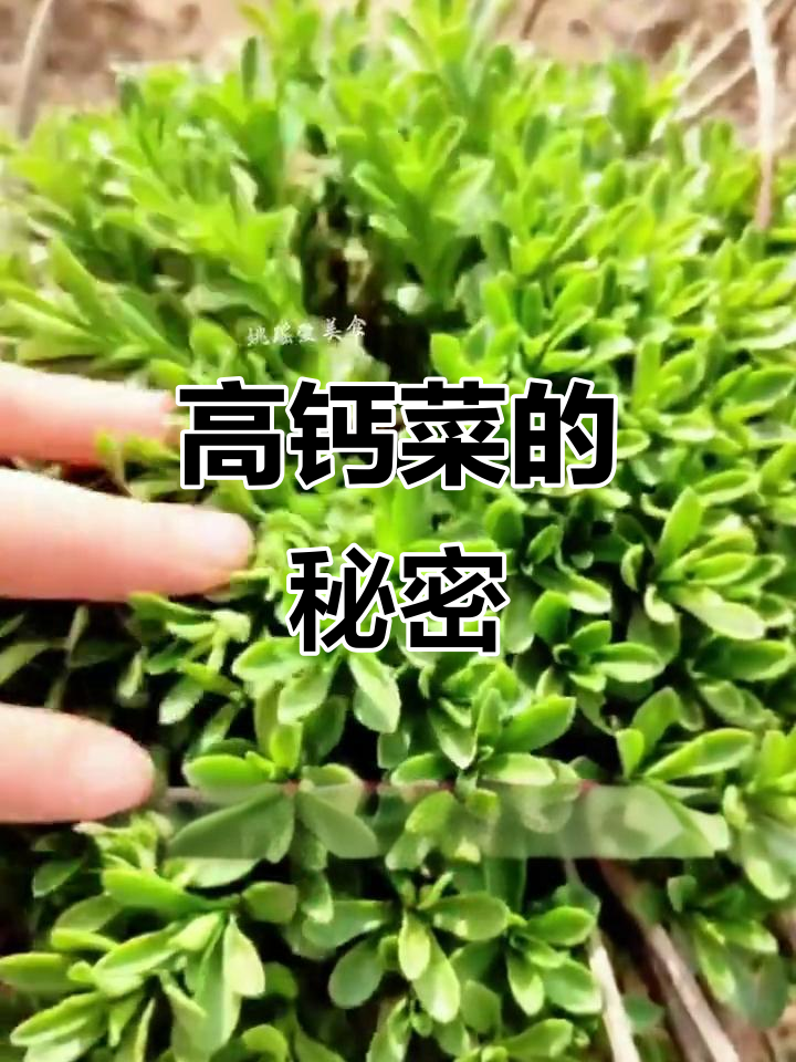 一次种植,十年享用!高钙菜适合全家人常吃