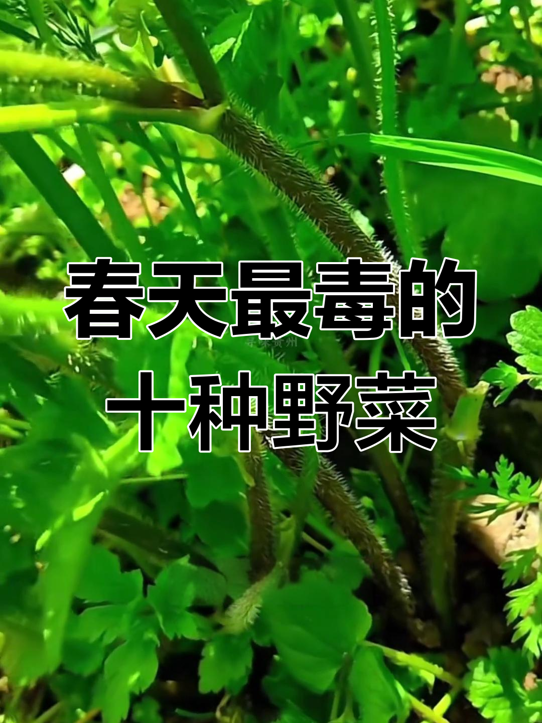 春季十大毒野菜,误食可能致命!