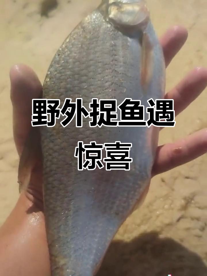 小河捕鱼大作战,意外抓到大黑鱼和神秘新物种