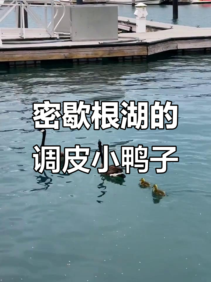 芝加哥密歇根湖边的野鸭家庭,公母难辨!