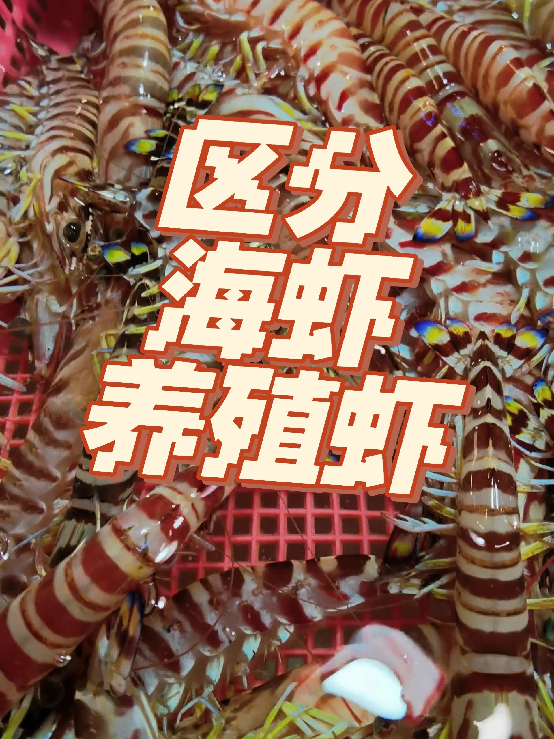 教大家区分我们常见的海虾跟养殖虾