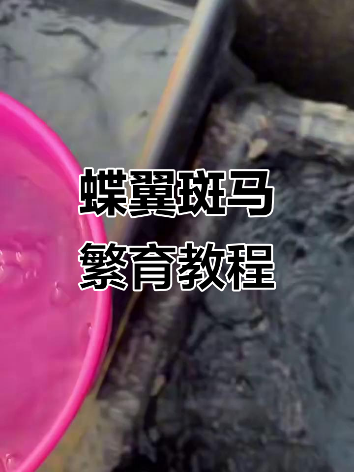 蝶翼斑马繁殖全攻略:选鱼、配对与产卵技巧