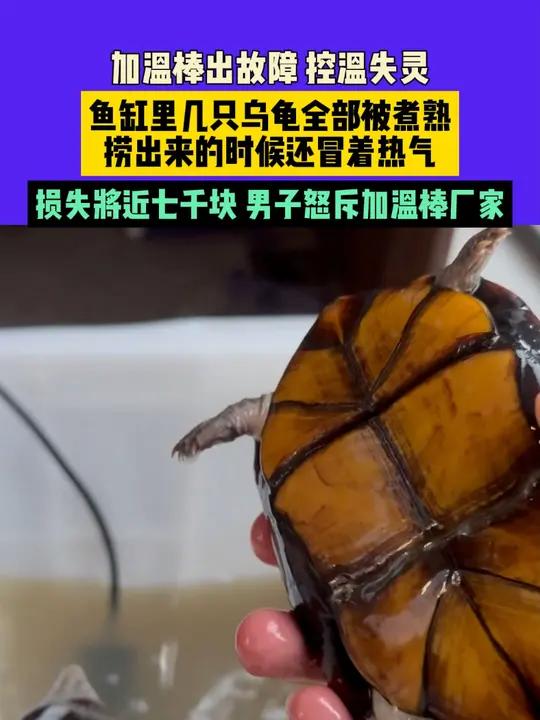 11月12日,江苏,加温棒出故障 控温失灵,鱼缸里几只乌龟全部被煮熟,捞出来的时候还冒着热