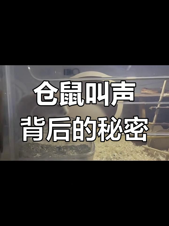 仓鼠发情叫声大揭秘,原来是这种声音!
