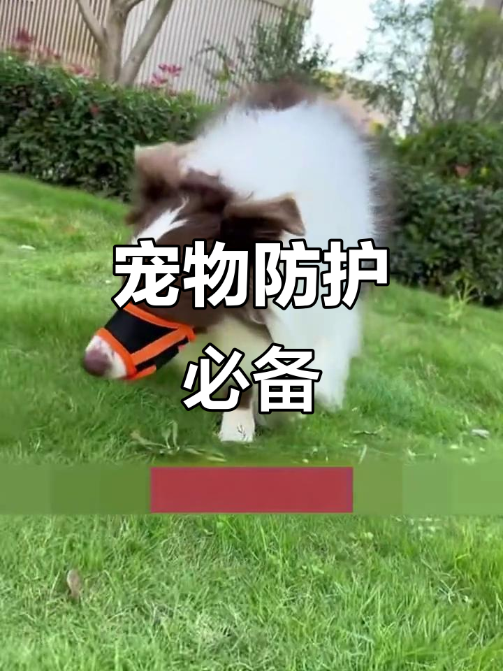 给狗狗戴上嘴套,保护它免受意外伤害