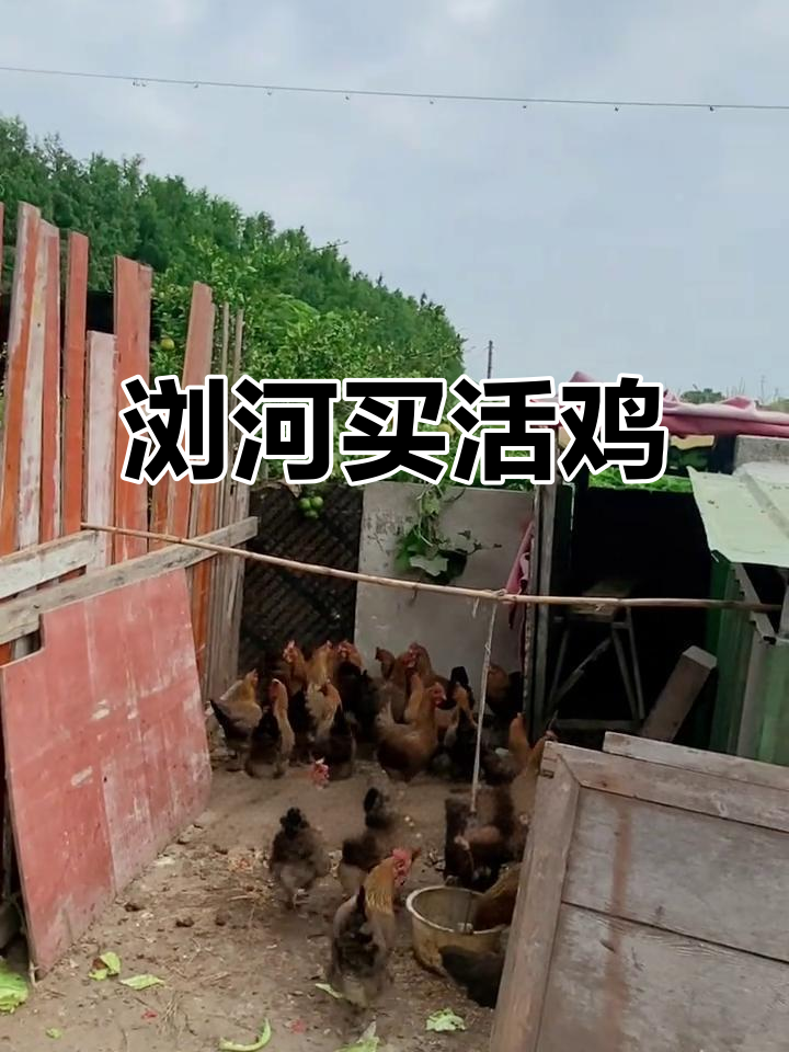 浏河老菜场散养草鸡,肉质鲜美让人怀念乡村味