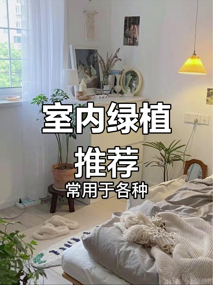 鹅掌柴:客厅绿植新宠,空气净化又美观