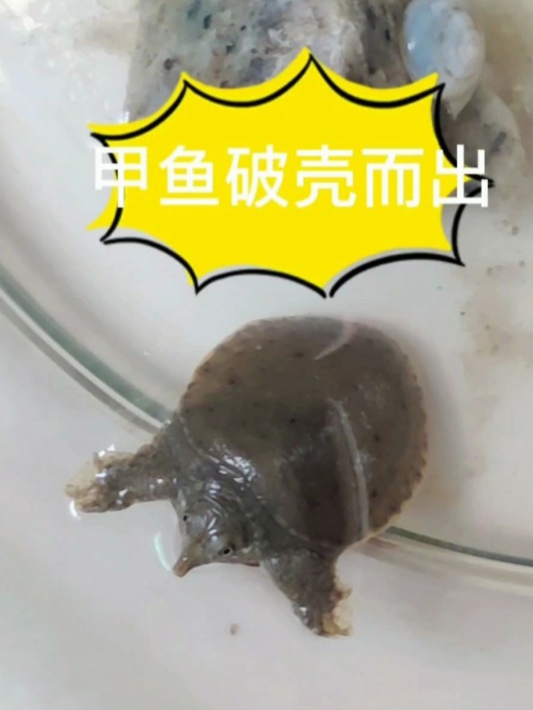 甲鱼蛋孵化