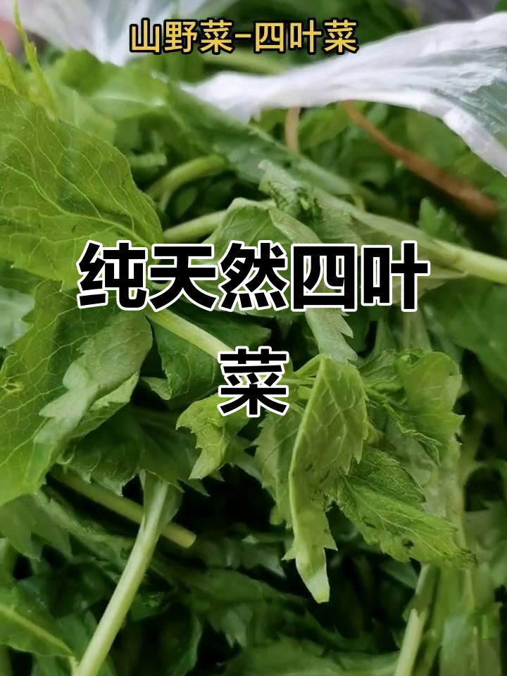 四叶菜:南沙参的宝藏,营养丰富包馅拌凉菜皆宜
