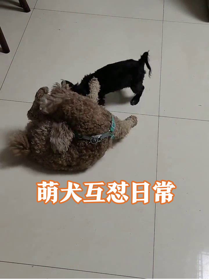 小棕狗躺平反杀小黑狗,相爱相杀日常太欢乐
