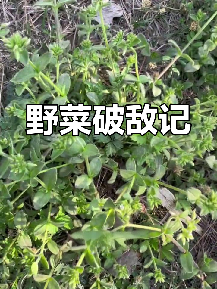 佘赛花率女将采野菜,破辽军传奇!