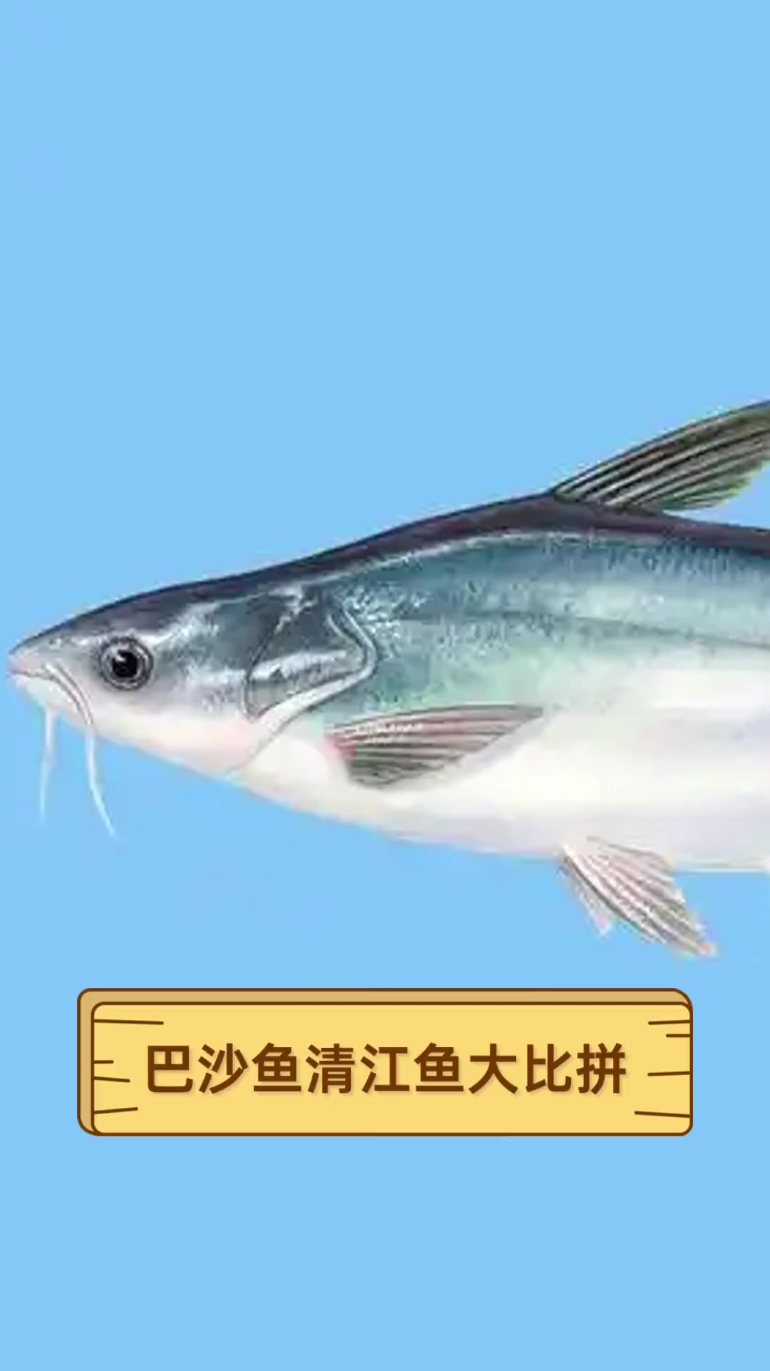 巴沙鱼清江鱼大比拼