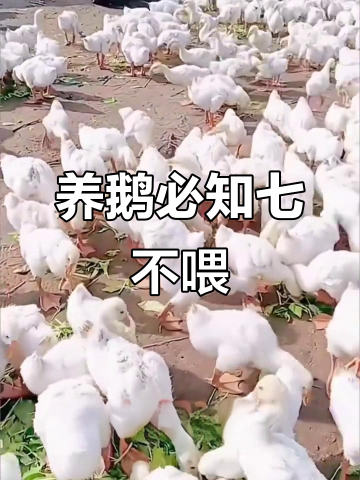 养鹅七大禁忌,喂错这些食物小心损失惨重