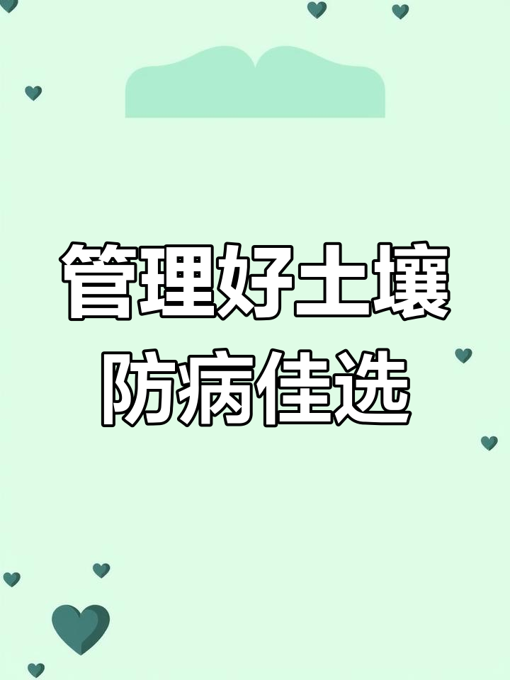 湿度大通风差,菠菜易患霜霉病