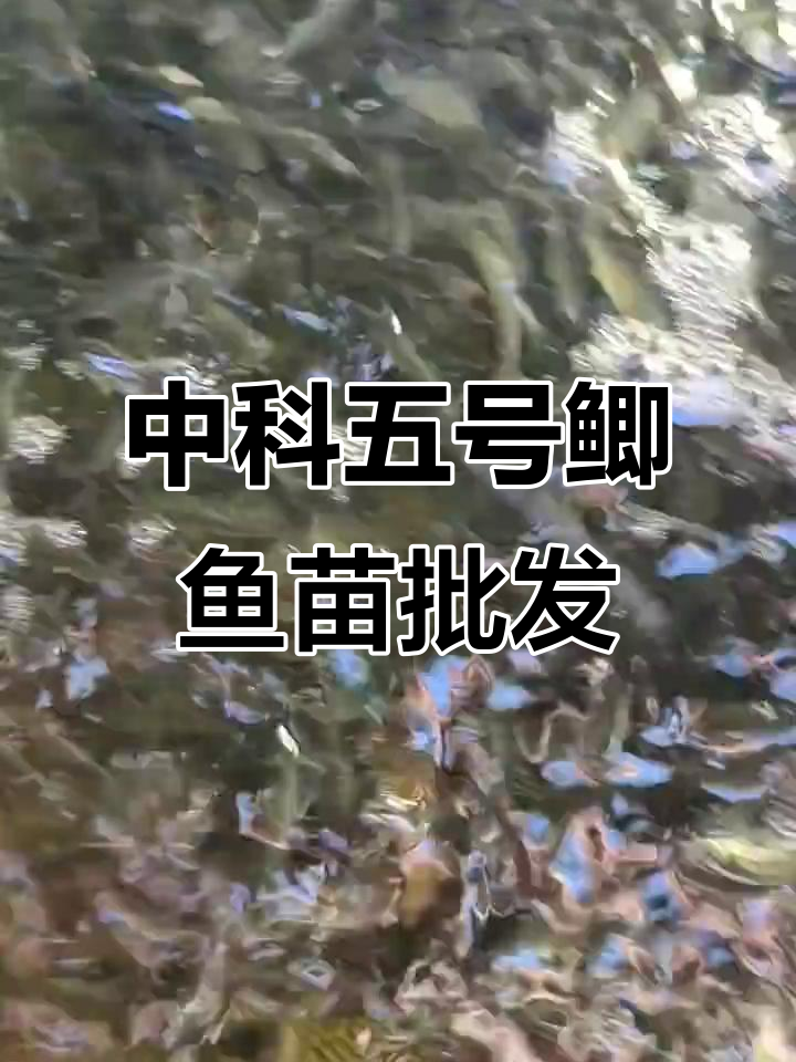 优质中科五号鲫鱼苗大量批发,养殖基地直供