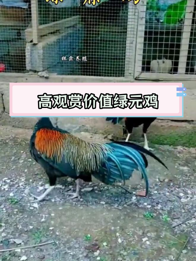 绿原鸡:珍稀品种的独特魅力