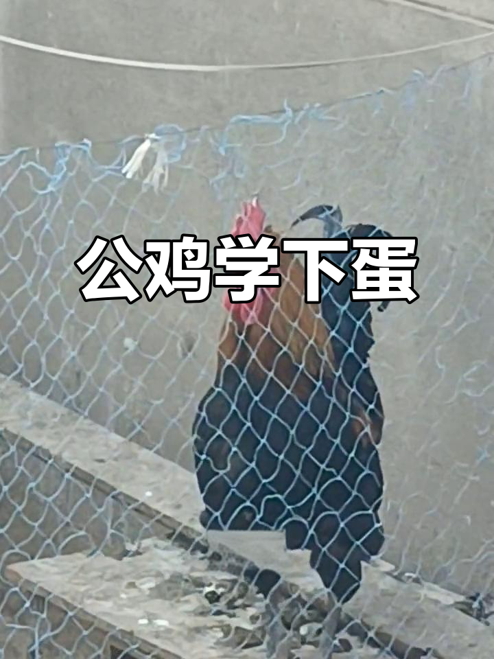 直播时,公鸡模仿母鸡叫声,声音难听至极!