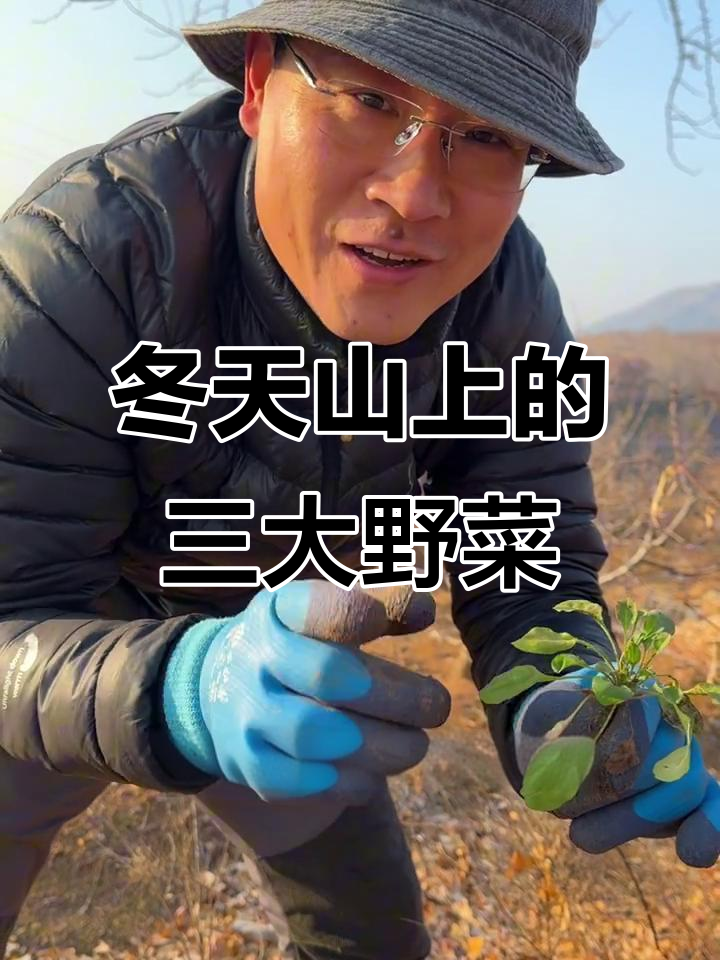 冬季山上隐藏的三种美味野菜,你认识吗?