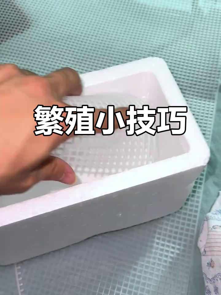 公鱼大,母鱼肚子圆润;产卵后腹部明显缩小