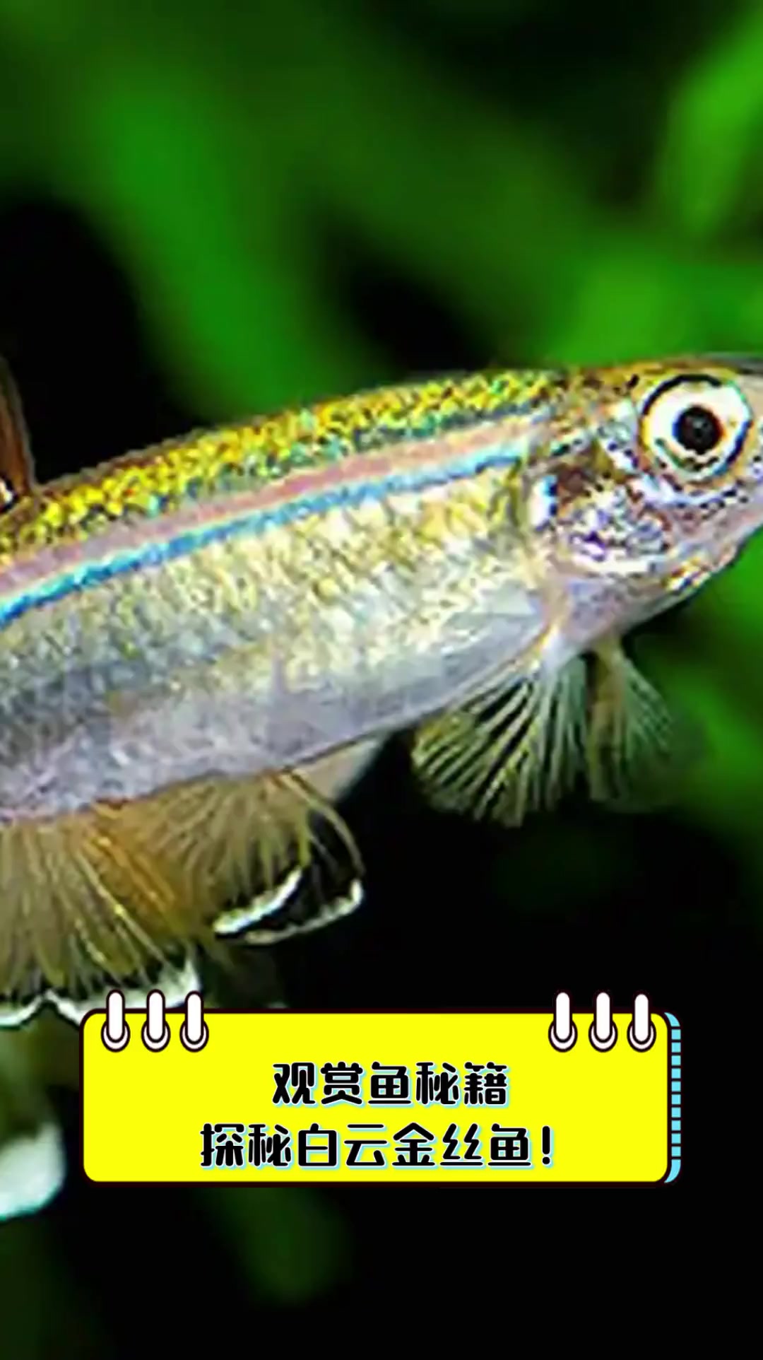 观赏鱼秘籍,探秘白云金丝鱼!