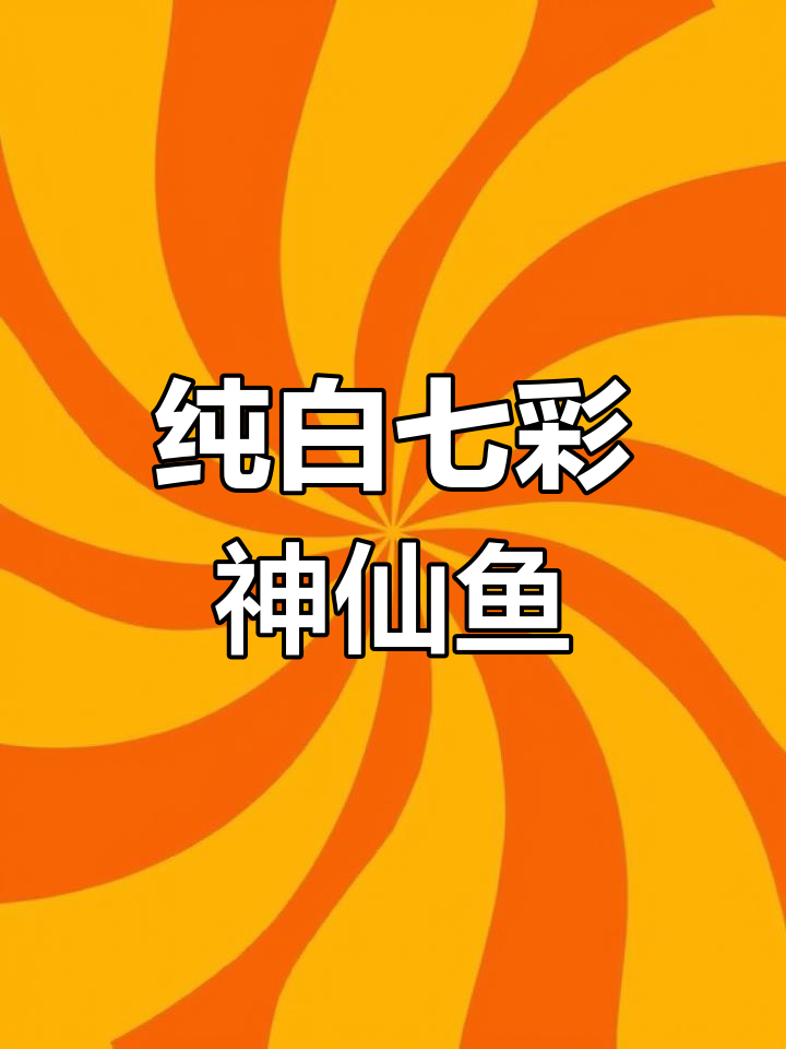 白化白金七彩神仙鱼:完美白色品种