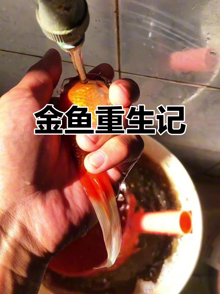 草金鱼跳缸后奇迹生还,小朋友期待它早日康复!