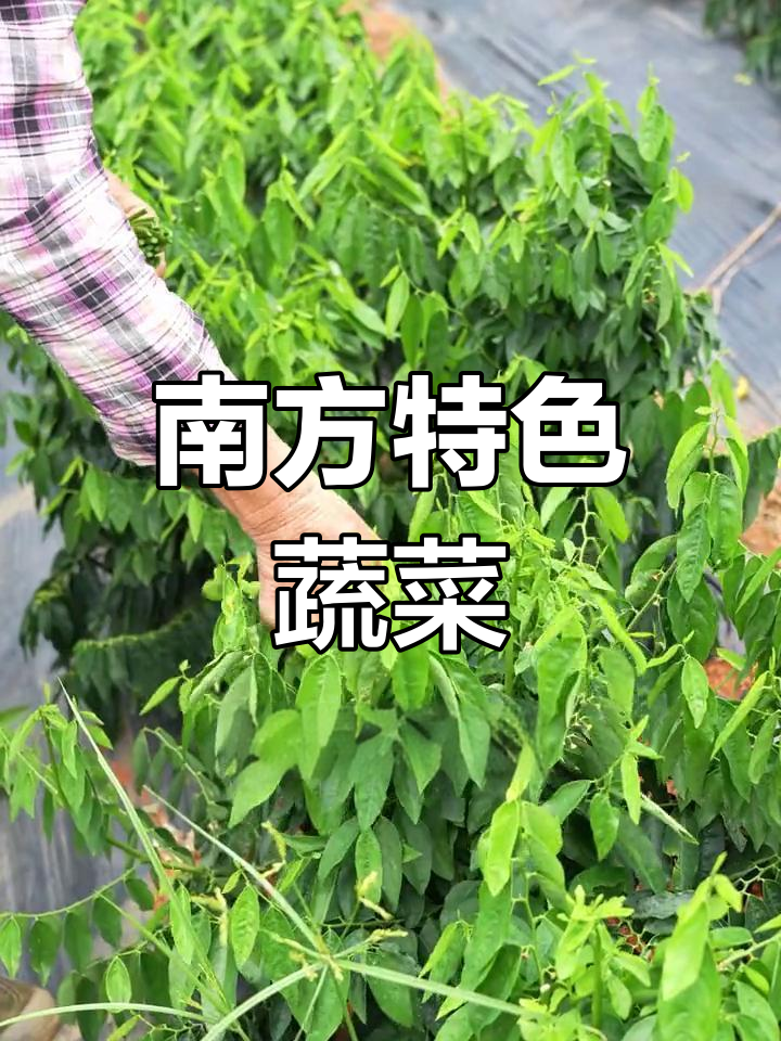 树仔菜,南方独特美味,脆嫩可口,富含营养