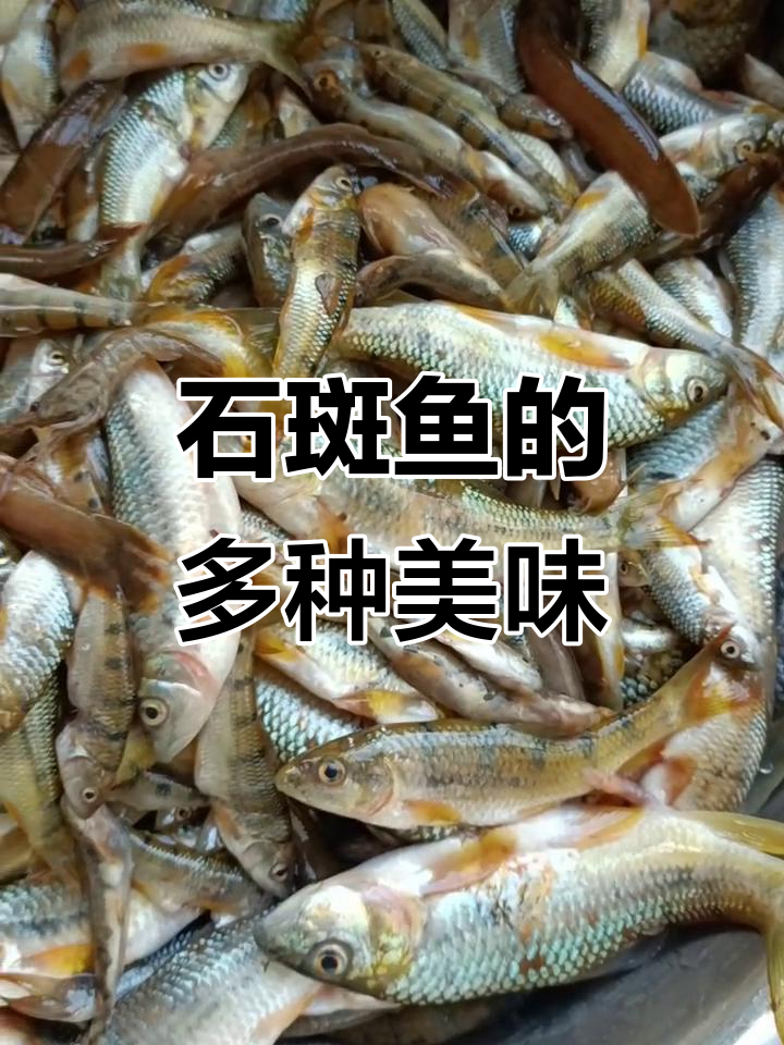溪石斑鱼,鲜美多汁,煮汤炒煎皆宜,吃法多样随你选!