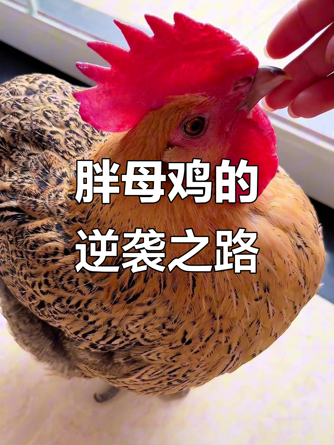 从食物到宠物,胖母鸡如何逆袭成家庭宠儿
