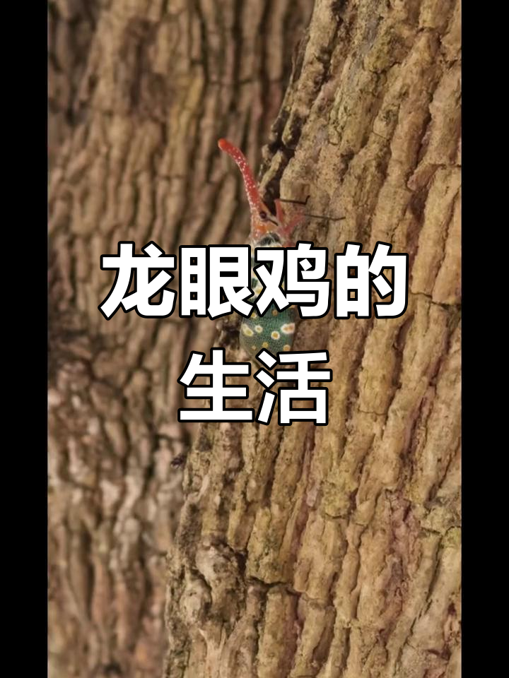 龙眼鸡,吸食树液生存的昆虫
