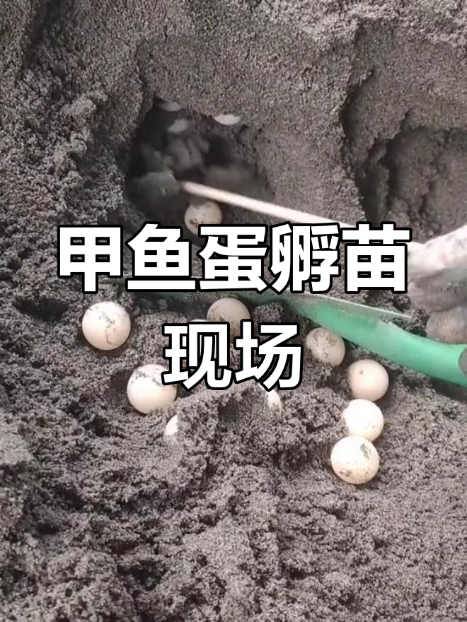 甲鱼蛋大揭秘!新鲜受精卵可孵化小生命