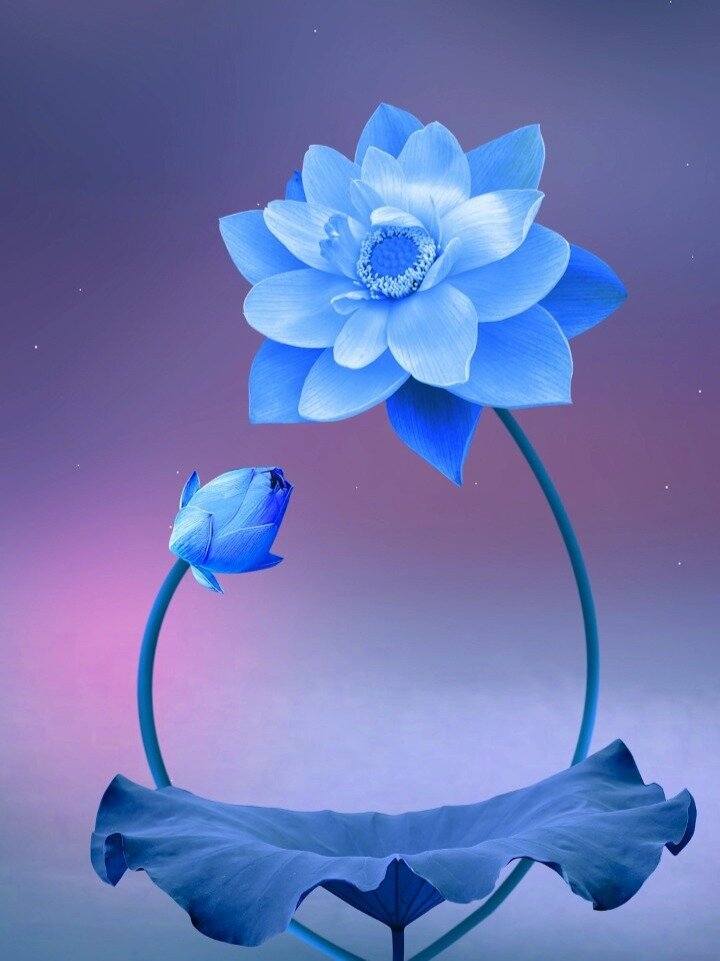 唯美荷花,动态壁纸
