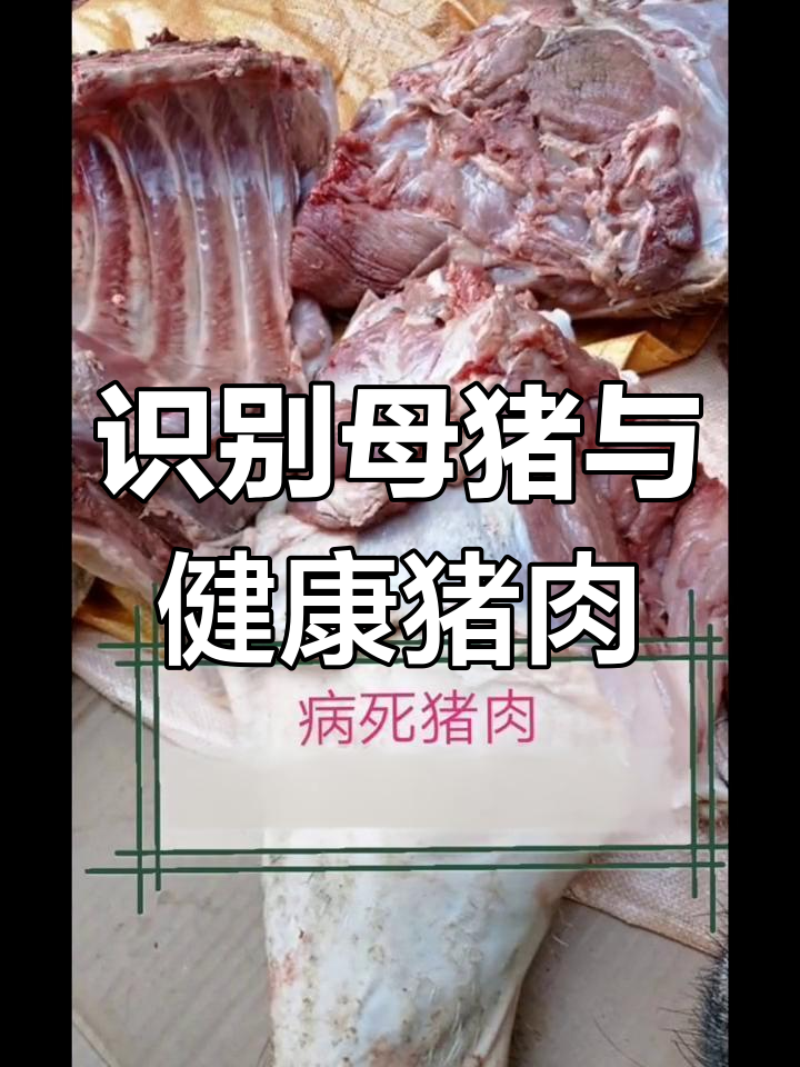 如何辨别母猪肉与健康膘肉,保障食品安全