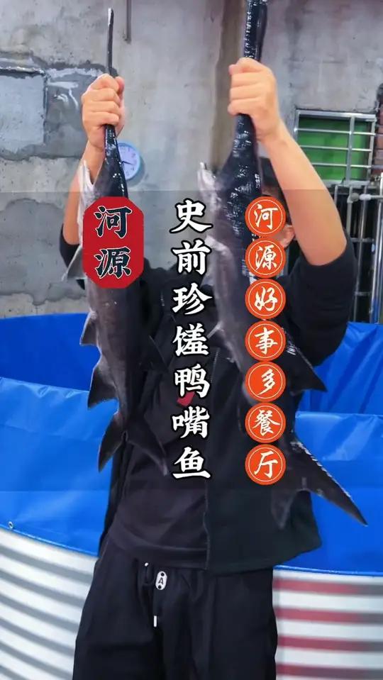 一口凝聚三亿年的鲜美 史前珍馐鸭嘴鱼 奉上!