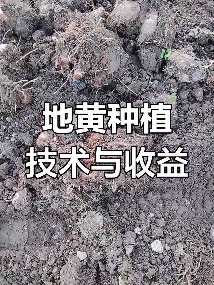 野生地黄生长几年才能收获?种植技巧与收益分析