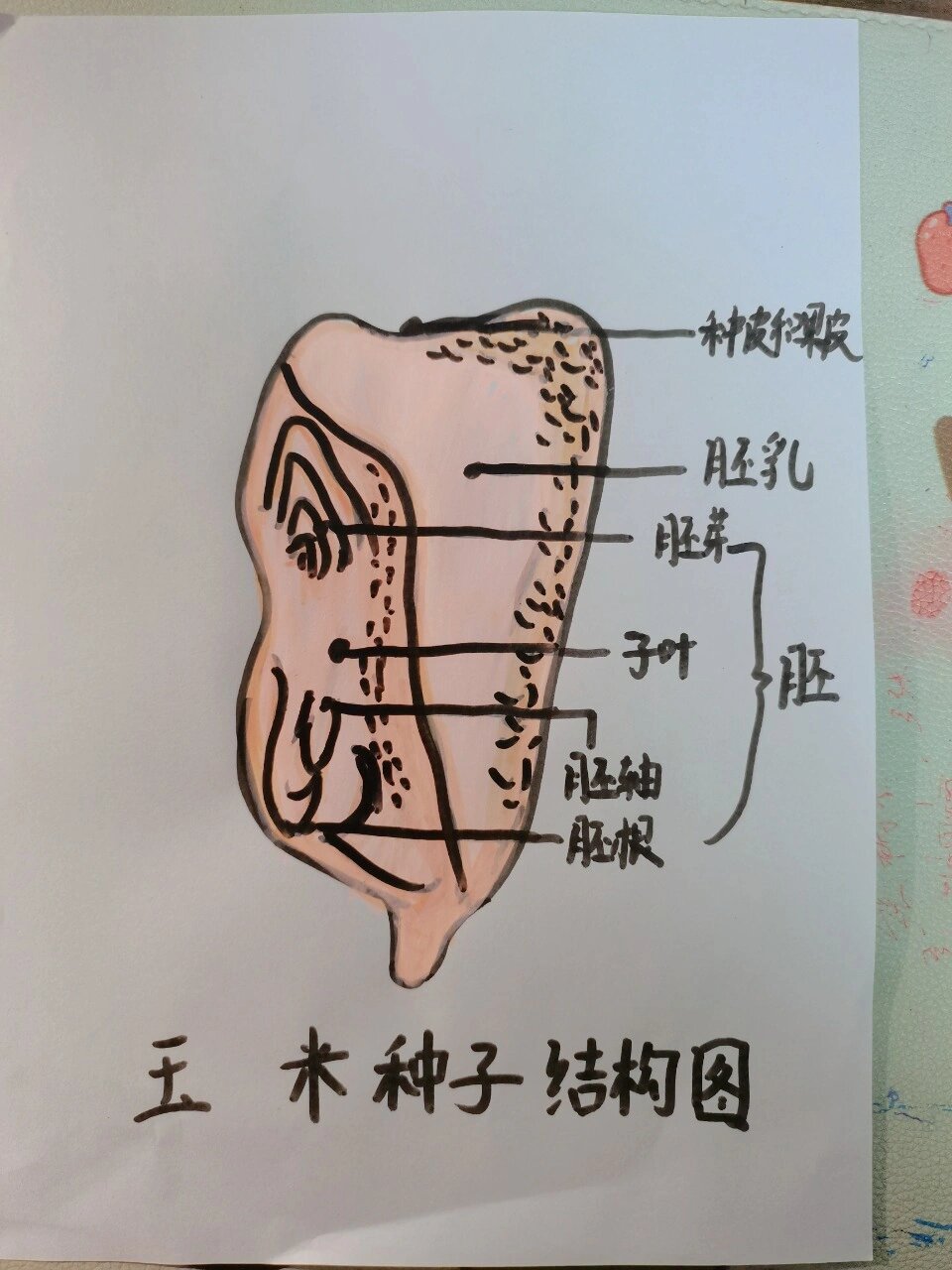 初中生物玉米种子结构图