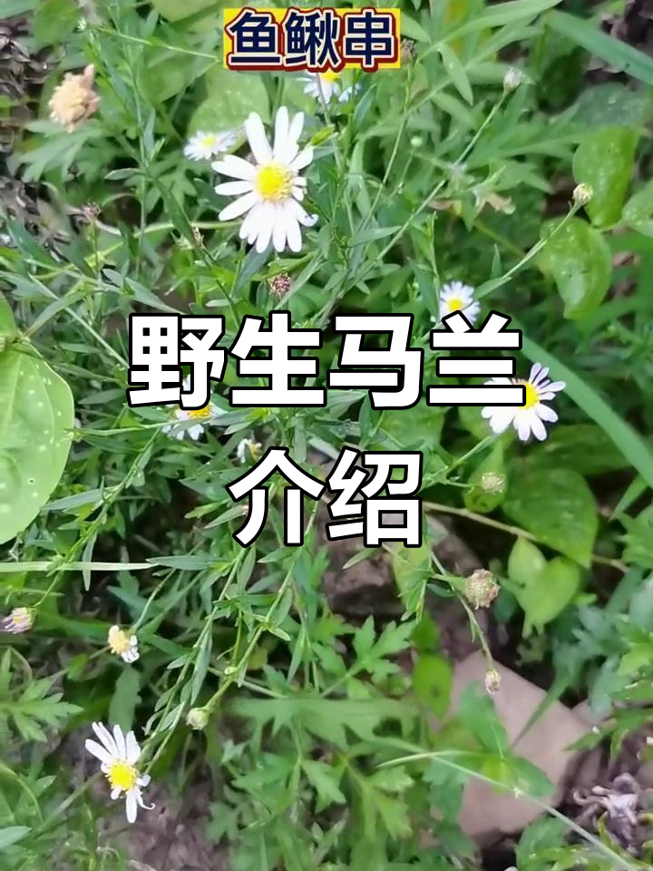 马兰:菊科草本植物,药用与食用价值