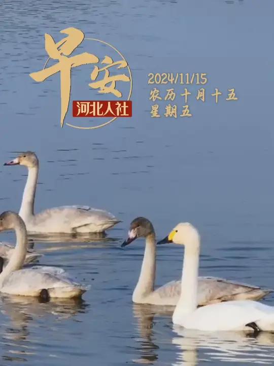 早安,愿你拥抱每一个清新瞬间 白天鹅 美丽的天鹅湖 人与自然和谐共处