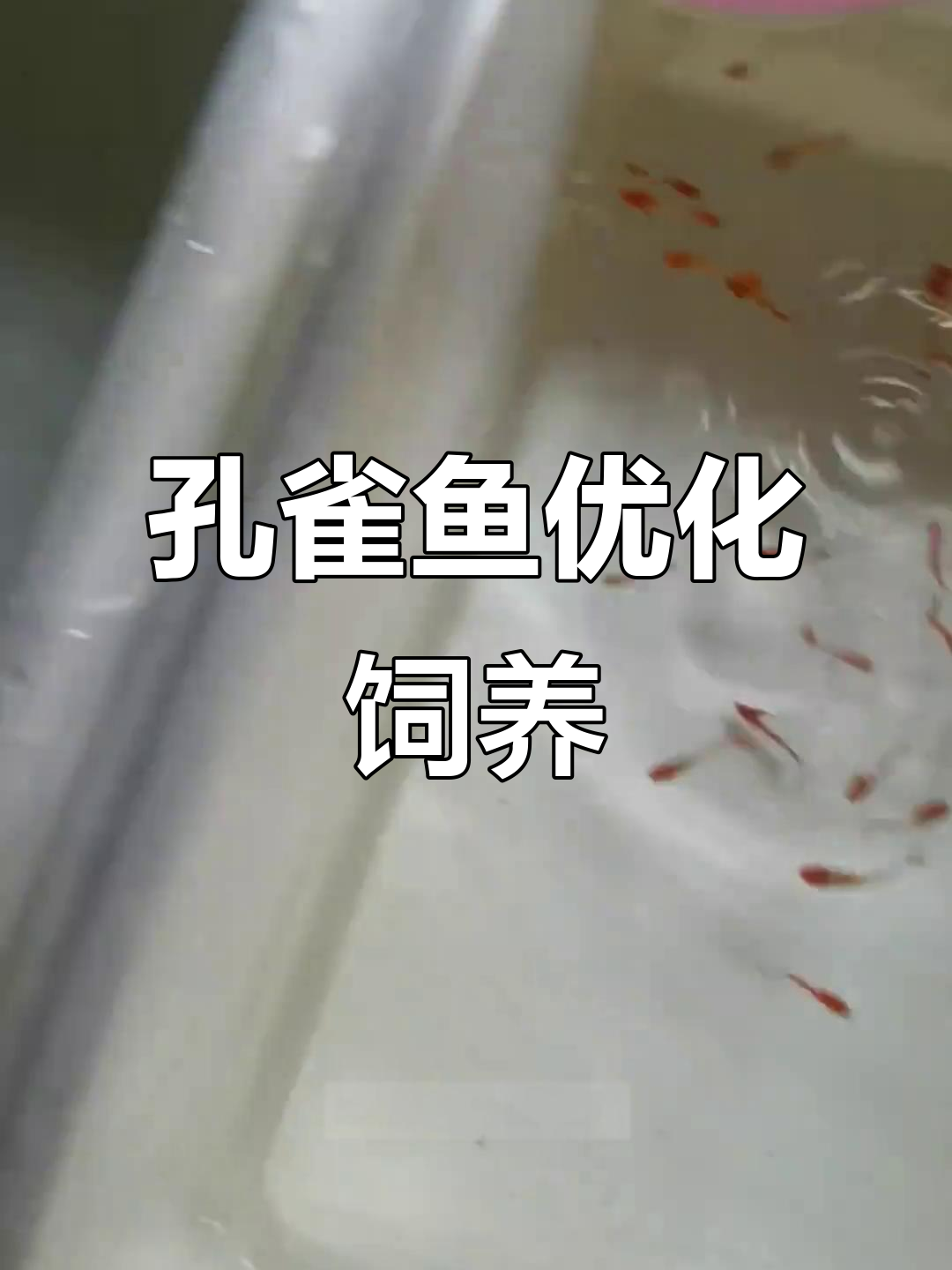 孔雀鱼苗分养3个月,优选合缸,后代更美丽