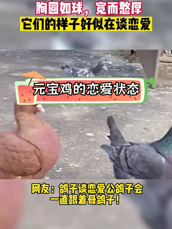 鸽子鸡的憨厚模样,仿佛在甜蜜约会