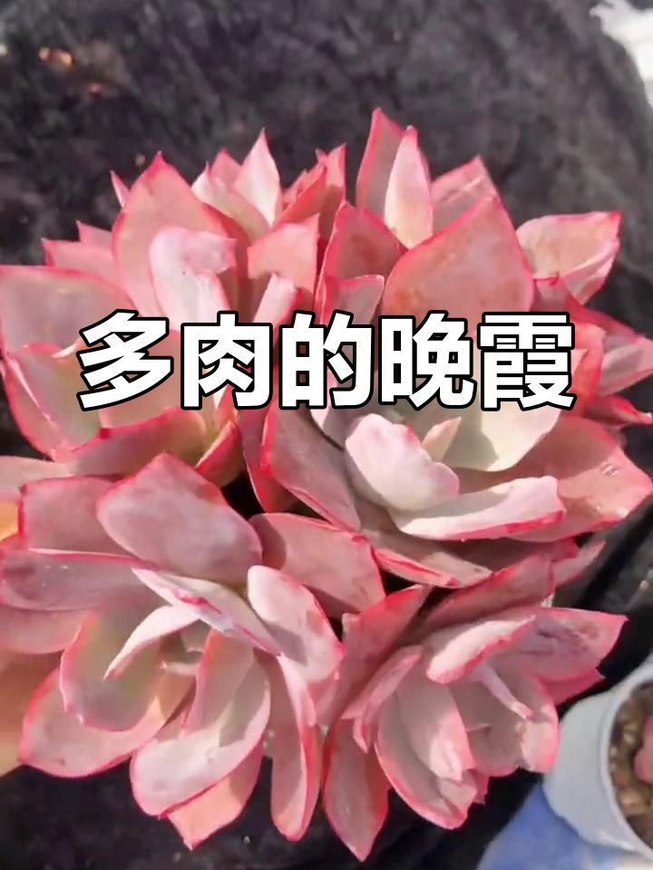 晚霞映照多肉,老桩尽显岁月痕迹
