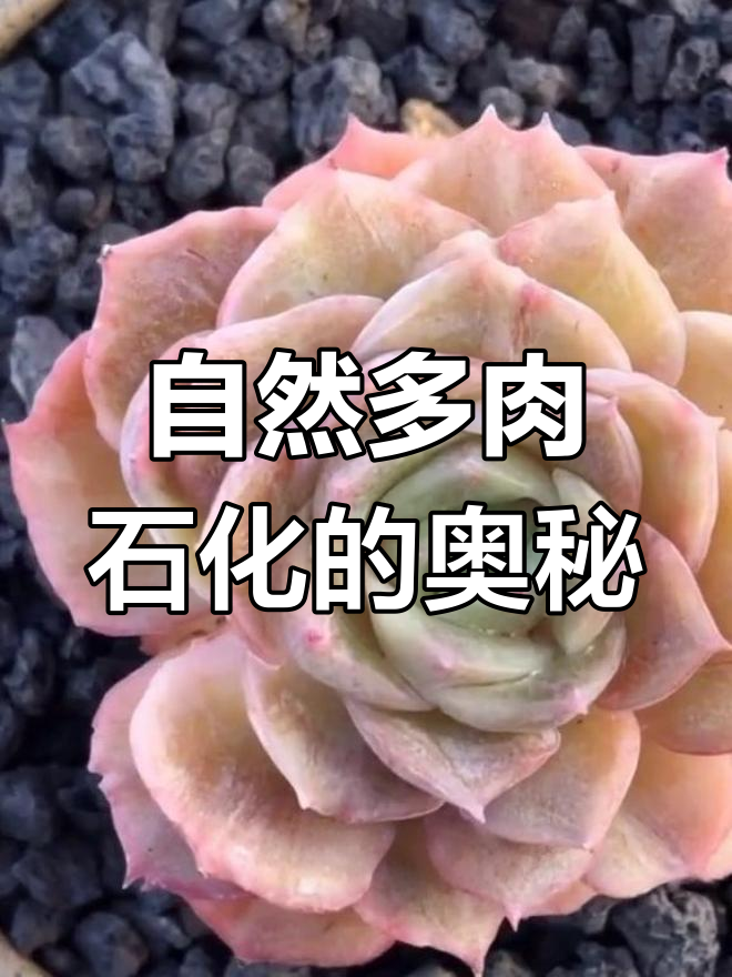 多肉植物的自然石化现象,叶片发育不良竟能形成独特美感