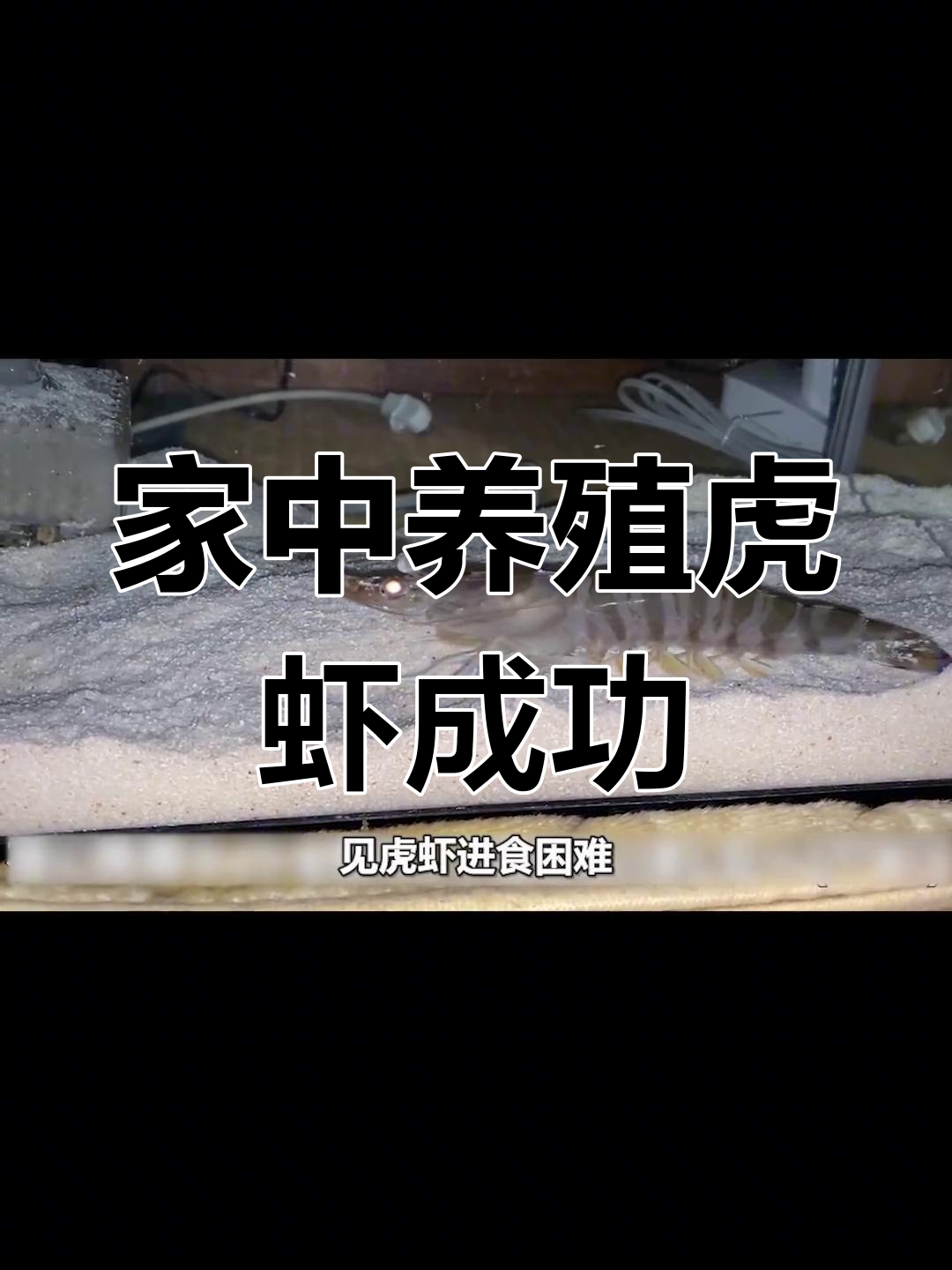 超市买的虎虾能在家养活吗?尼哥的沉浸式养虾挑战