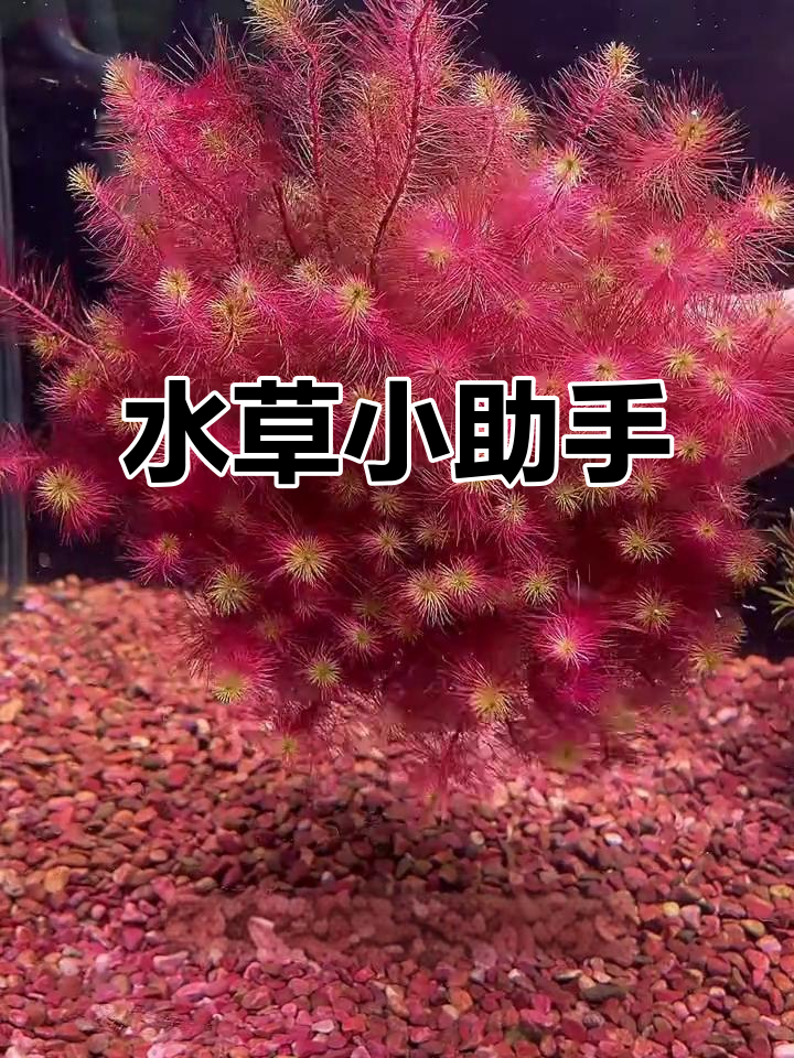 红松尾水草,增氧又避难,小鱼的完美伙伴!
