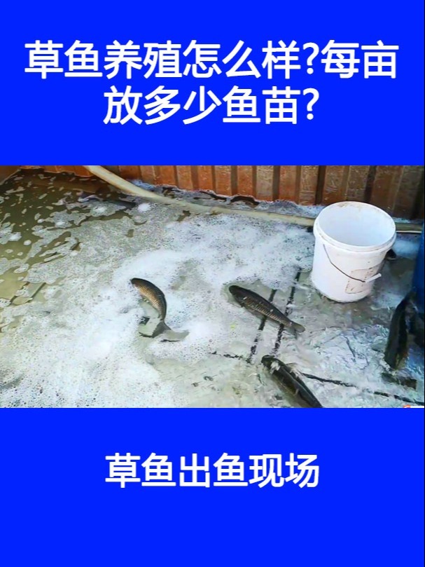 草鱼养殖怎么样每亩放多少鱼苗