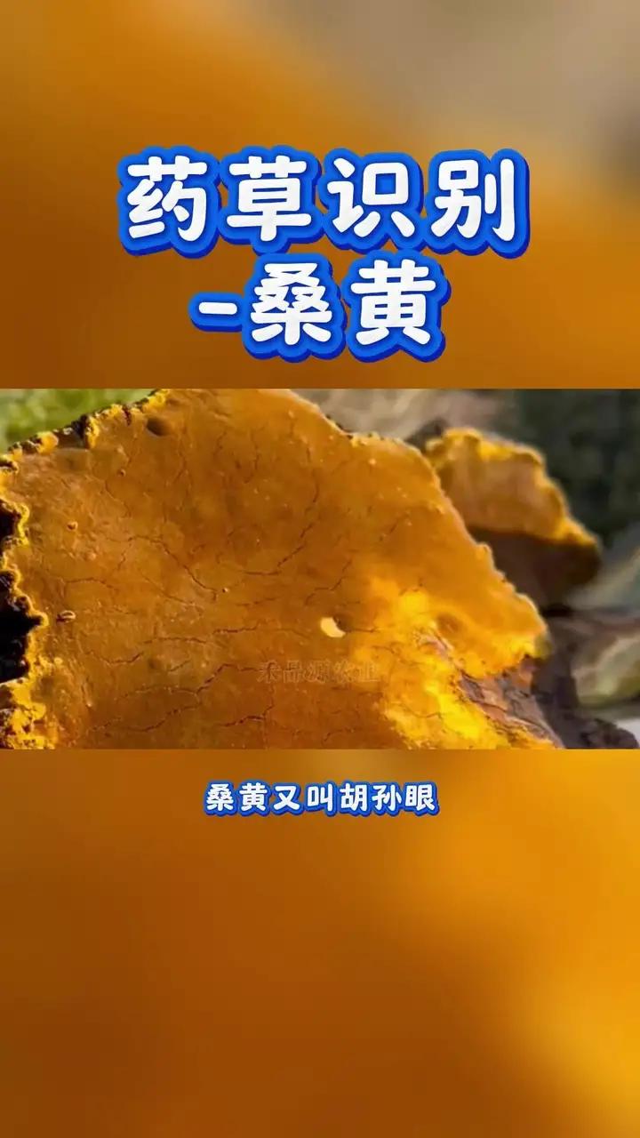 药草识别-桑黄;别名:桑上寄生、桑臣、树鸡、胡孙眼、桑黄菰、桑黄菇、针层孔菌、梅树菌等;是