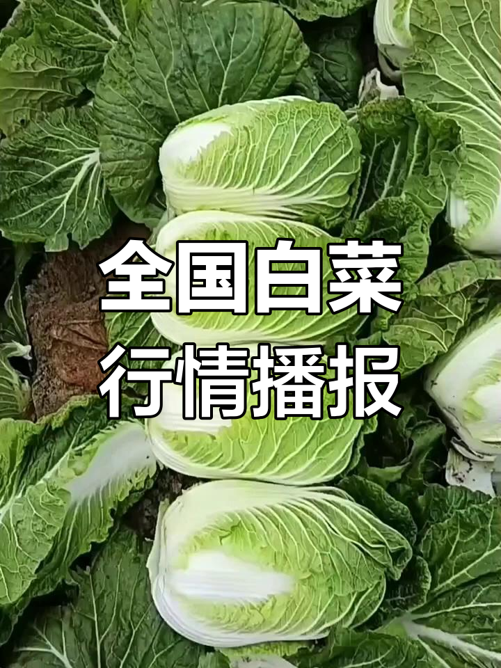 全国各地白菜价格大揭秘,产地与批发市场差异分析